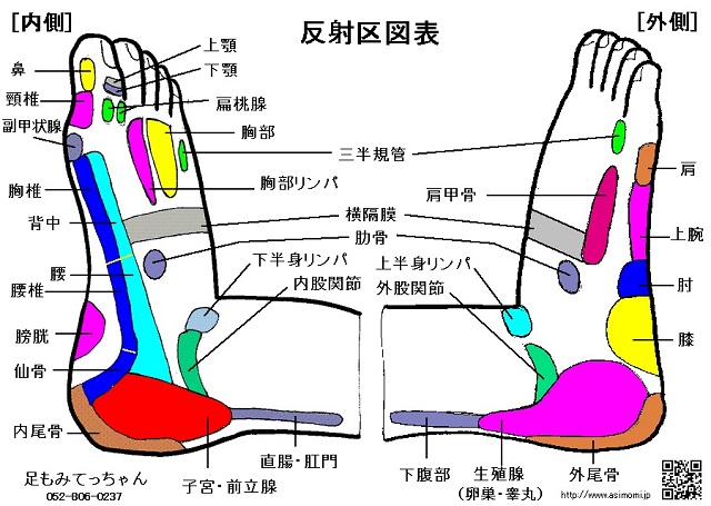 反射区図表（足ツボ図）側面