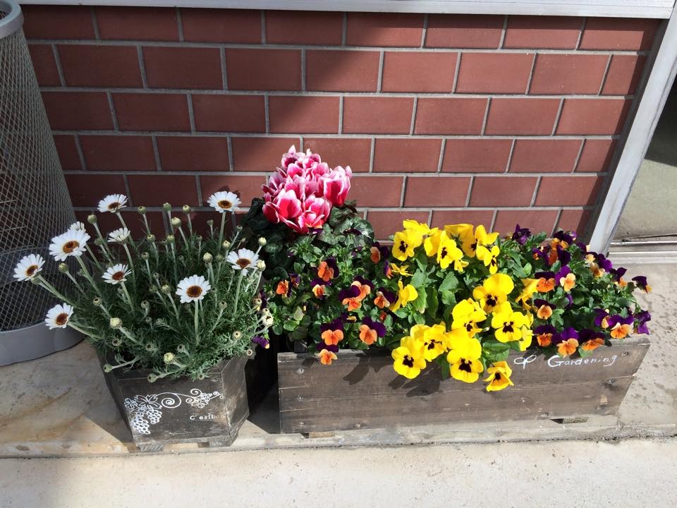 今週の花