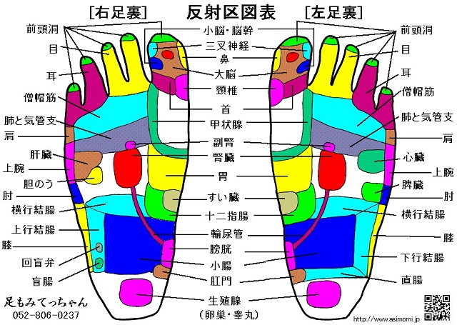 反射区図表（足ツボ図）足裏